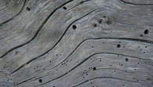 woodworm