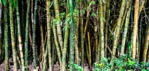 Bamboo