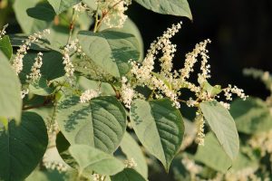 Japanese-Knotweed