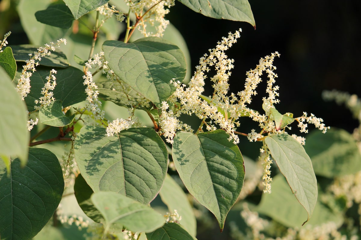 Japanese-Knotweed