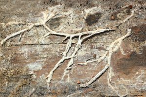 dry rot